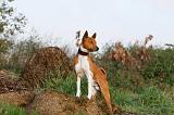 BASENJI 004